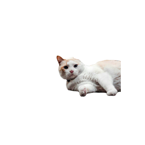 A Relaxed Cat Lying In A Bookstore Setting Surrounded By Bookshelves. 17887 - Cat PNG image with transparent background